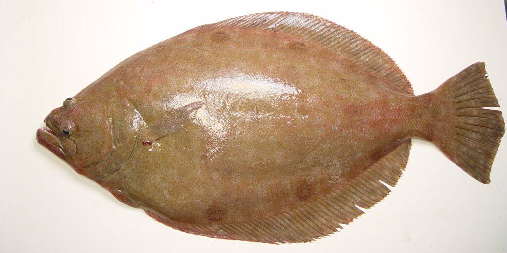 Broad Flounder (Paralichthys squamilentus) |commons:File:Paralichthys squamilentus.jpg