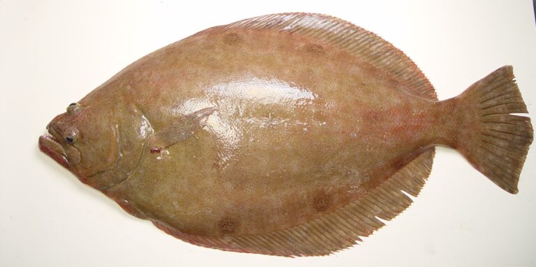Broad Flounder (Paralichthys squamilentus) |commons:File:Paralichthys squamilentus.jpg