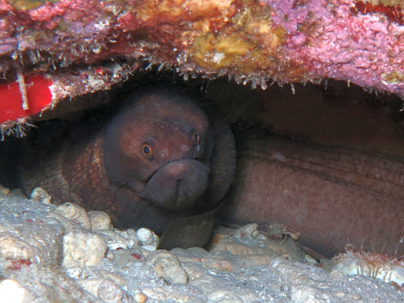 Broadbanded Moray (Channomuraena vittata) |commons:File:Channomuraena vittata (10.3897-zookeys.646.11132) Figure 6.jpg