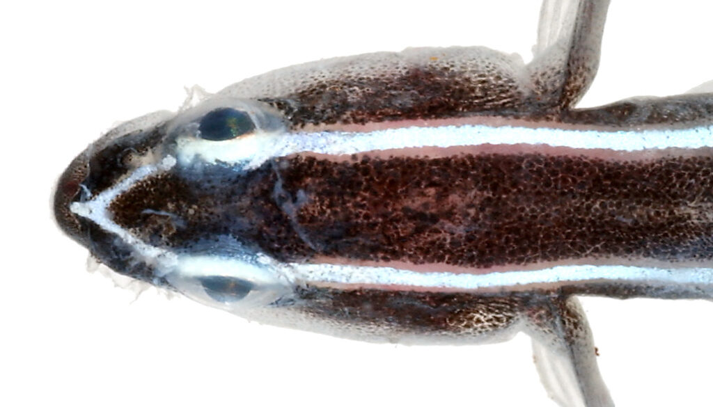 Broadstripe Goby (Elacatinus prochilos) |commons:File:Elacatinus prochilos, Head (Broadstripe Goby) (2848421305).jpg