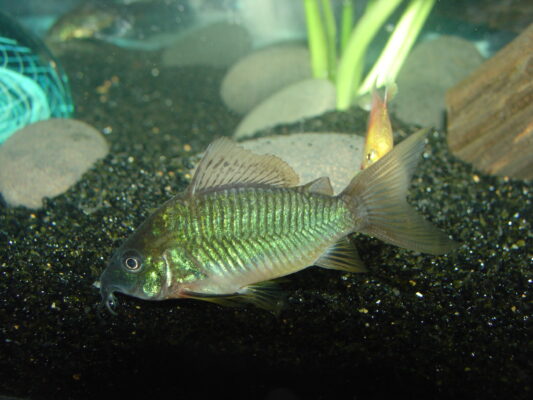 Brochis Splendens (Brochis splendens) |commons:File:Brochis splendens NonstickRon.jpg