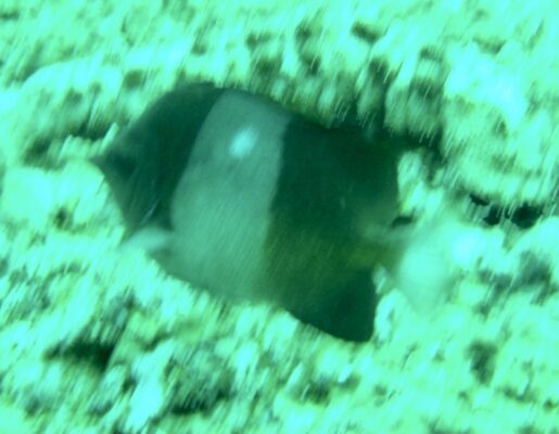 Brown-and-white Butterflyfish (Hemitaurichthys zoster) |commons:File:Hemitaurichthys zoster 112014759.jpg