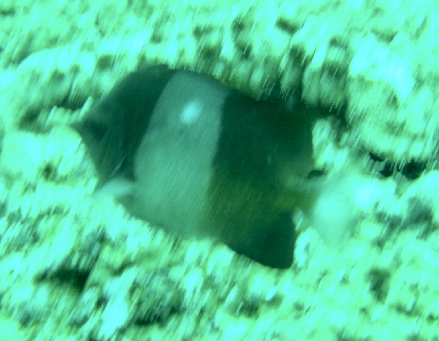 Brown-and-white Butterflyfish (Hemitaurichthys zoster) |commons:File:Hemitaurichthys zoster 112014759.jpg