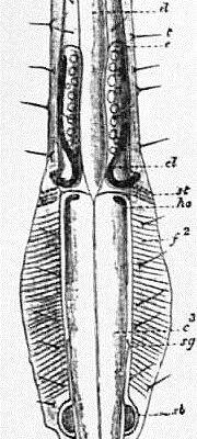 brown arrow worm Spadella cephaloptera