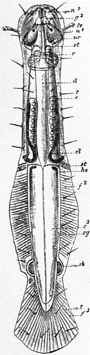 brown arrow worm Spadella cephaloptera