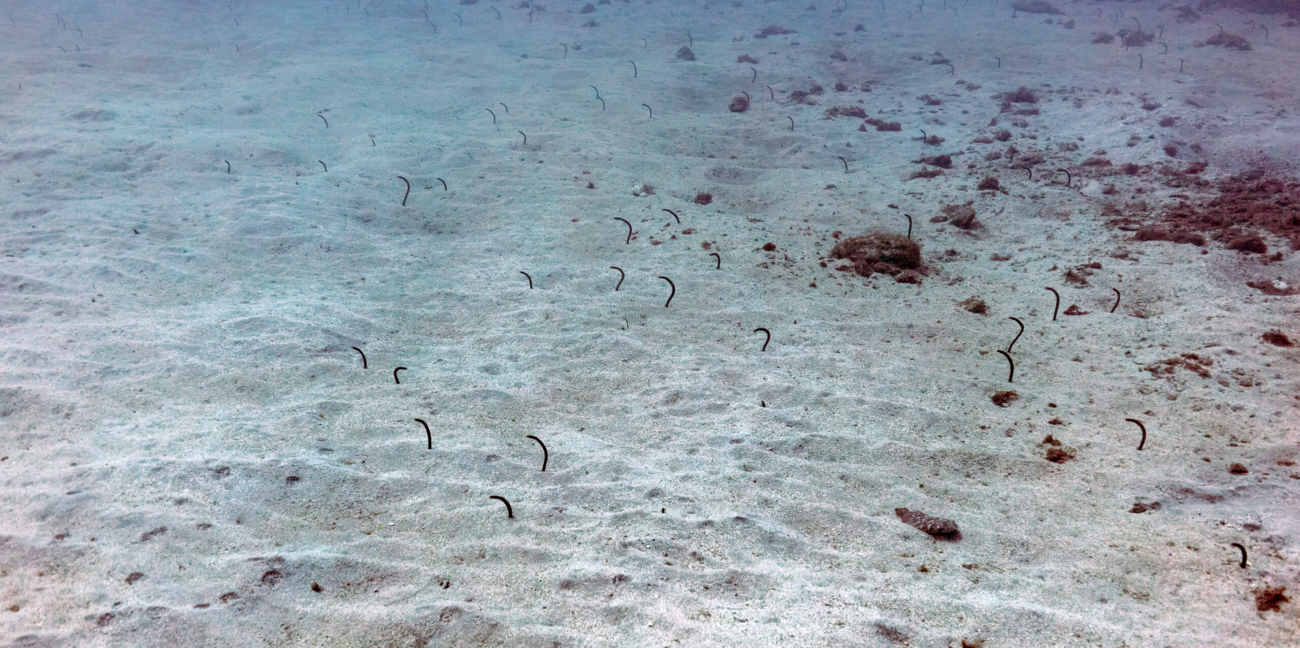 Brown Garden Eel (Heteroconger longissimus) |commons:File:Anguilas jardineras (Heteroconger longissimus), franja marina Teno-Rasca, Tenerife, España, 2022-01-05, DD 63.jpg