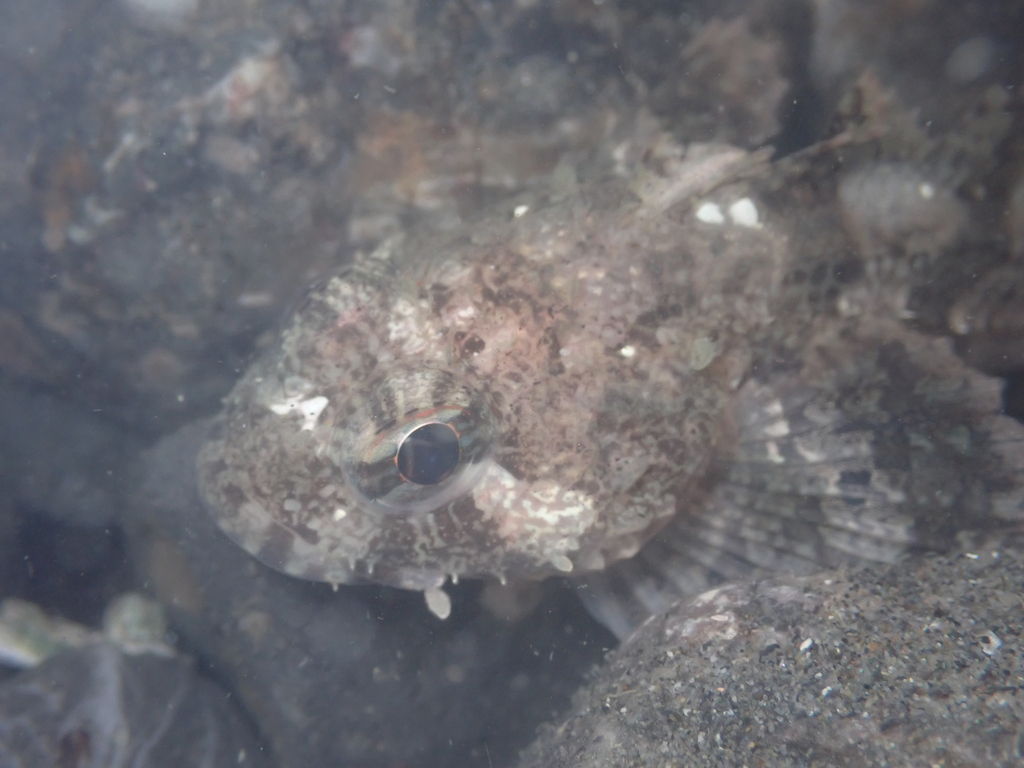 Brown Irish Lord (Hemilepidotus spinosus) |commons:File:Hemilepidotus spinosus.jpg