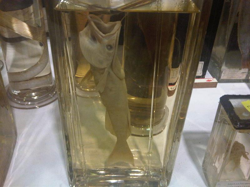 Brown Remora (Remora remora) |commons:File:Hal - Remora remora - GMZ 1.jpg
