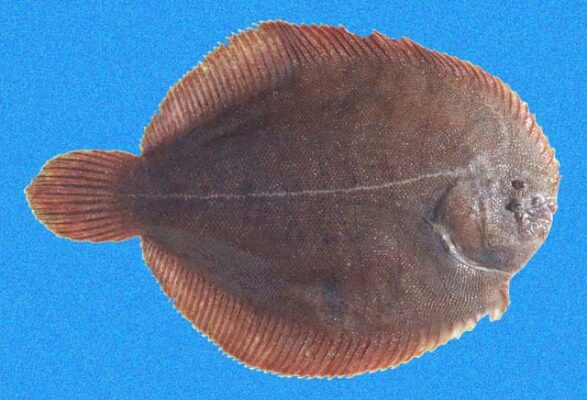 Brown Sole (Achirus klunzingeri) |commons:File:Achirus klunzingeri SI.jpg