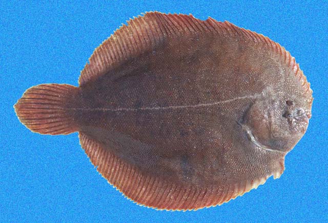 Brown Sole (Achirus klunzingeri) |commons:File:Achirus klunzingeri SI.jpg