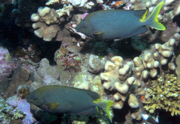 Brown-spotted Spinefoot (Siganus stellatus) |commons:File:A couple of Stellate Rabbitfish, Siganus stellatus laqueus (6443170165).jpg
