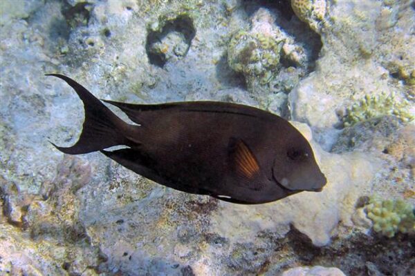 Brown Surgeonfish (Acanthurus nigrofuscus) |commons:File:Acanthurus nigrofuscus.jpg