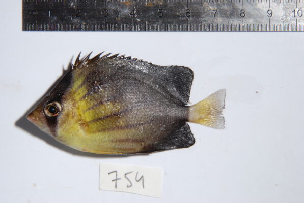 Brownburnie (Chaetodon blackburnii) |commons:File:Chaetodon blackburnii.jpg