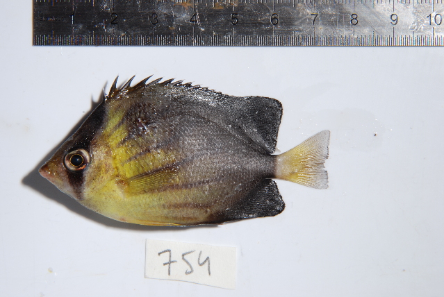 Brownburnie (Chaetodon blackburnii) |commons:File:Chaetodon blackburnii.jpg