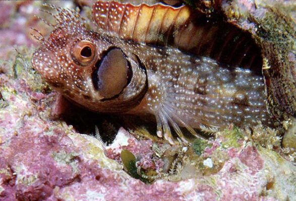 Browncheek Blenny (Acanthemblemaria crockeri) |commons:File:Acanthemblemaria crockeri.jpg