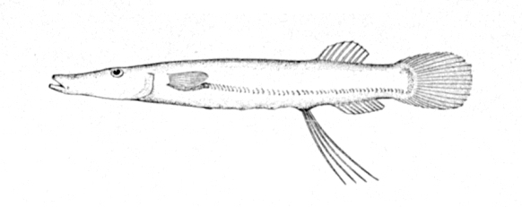 brownsnout spookfish (Dolichopteryx longipes) |commons:File:Dolichopteryx longipes.jpg
