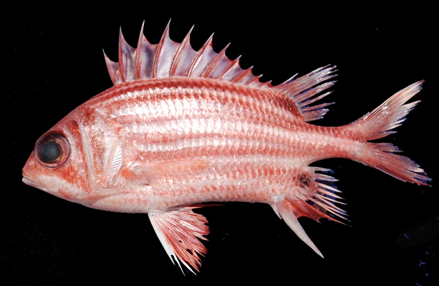 brownspot squirrelfish (Sargocentron praslin) |commons:File:Sargocentron praslin.jpg