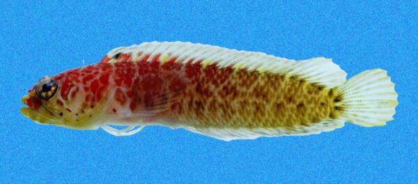 Brownspotted Blenny (Starksia posthon) |commons:File:Starksia posthon.jpg