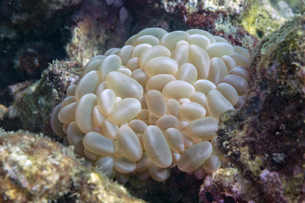 Bubble Coral Plerogyra sinuosa