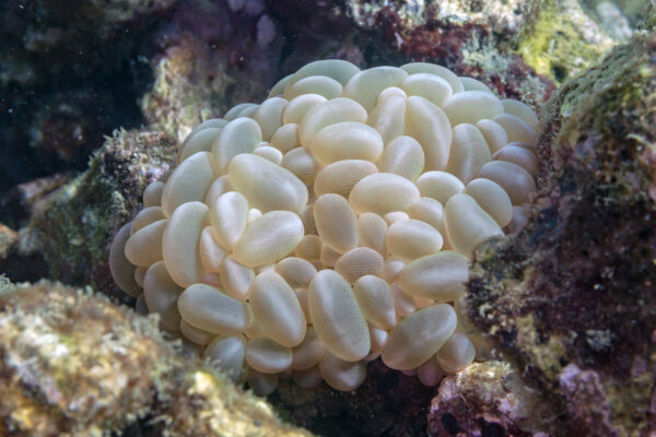 Bubble Coral Plerogyra sinuosa