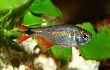 Buenos Aires Tetra (Hyphessobrycon anisitsi) |commons:File:Hyphessobrycon anisitsi.jpg
