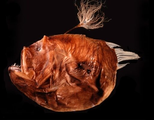 Bufoceratias shaoi (Bufoceratias shaoi) |commons:File:BMC - Diceratiidae-Bufoceratias.shaoi.jpg