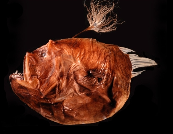 Bufoceratias shaoi (Bufoceratias shaoi) |commons:File:BMC - Diceratiidae-Bufoceratias.shaoi.jpg