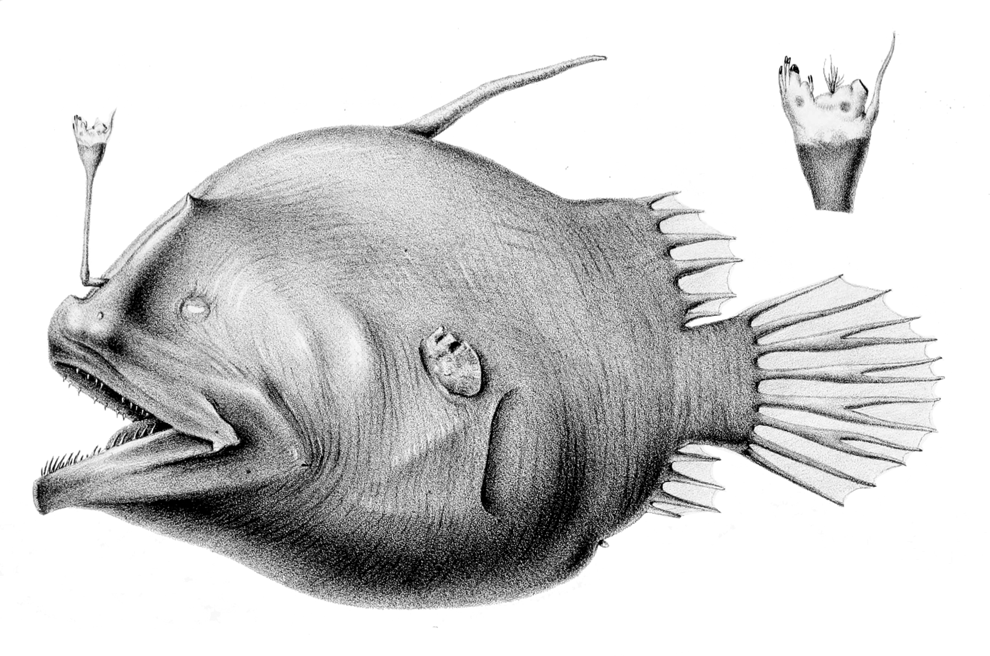 Bulbous Dreamer (Oneirodes eschrichtii) |commons:File:Oneirodes eschrichtii.jpg
