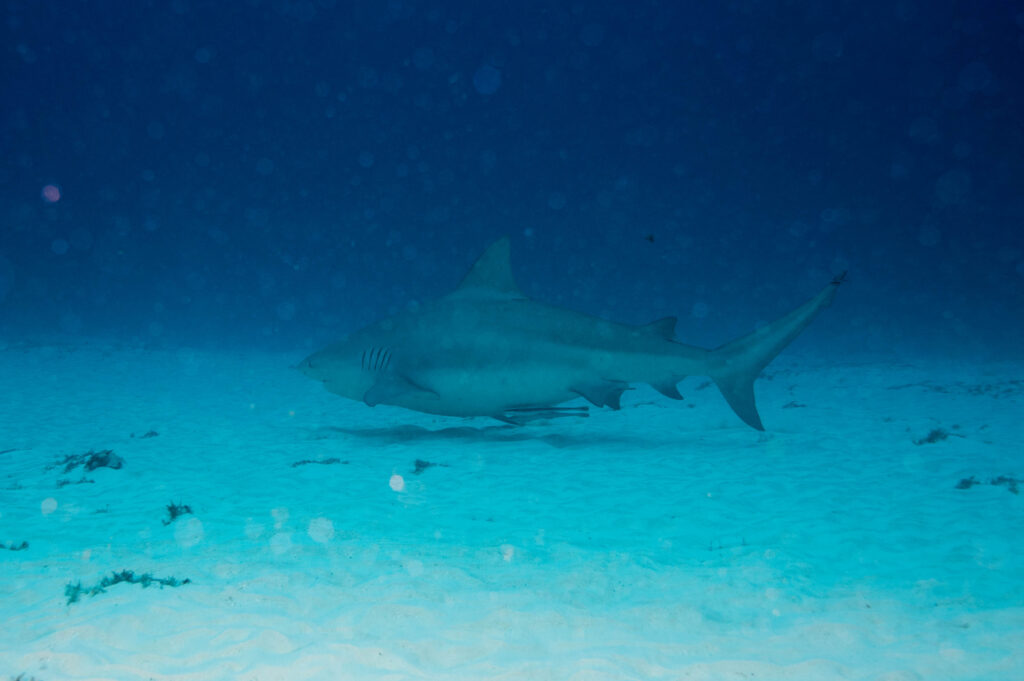 Bull Köpekbalığı Carcharhinus leucas