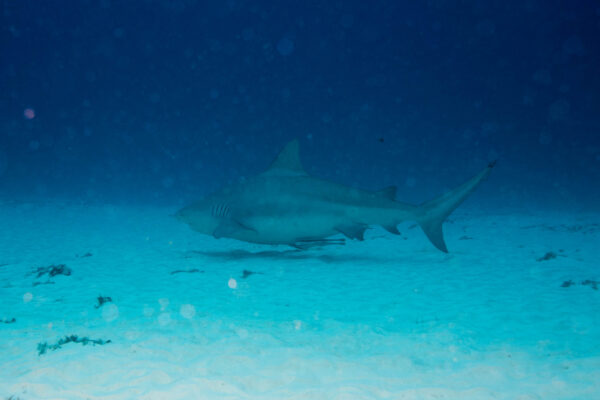 Bull Köpekbalığı Carcharhinus leucas
