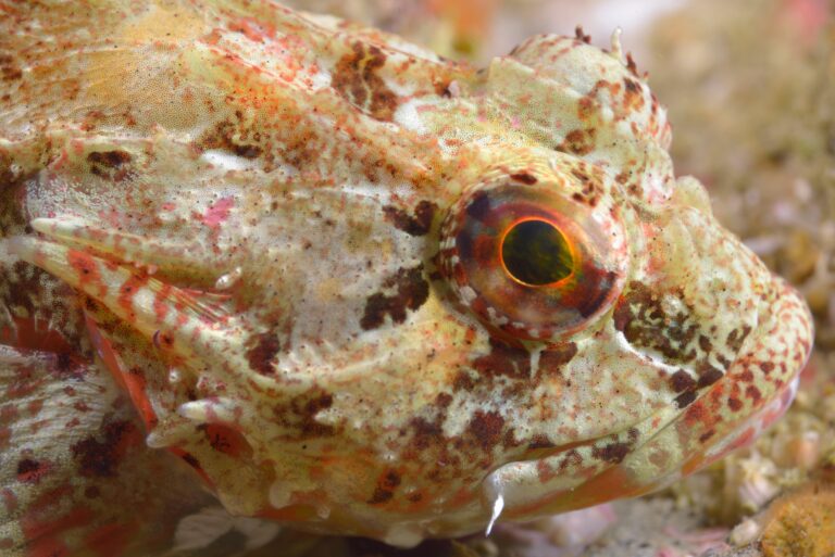 Bull Rout (Myoxocephalus scorpius) |commons:File:Chaboisseau commun (Myoxocephalus scorpius) (Ifremer 00378-48884 - 352).jpg
