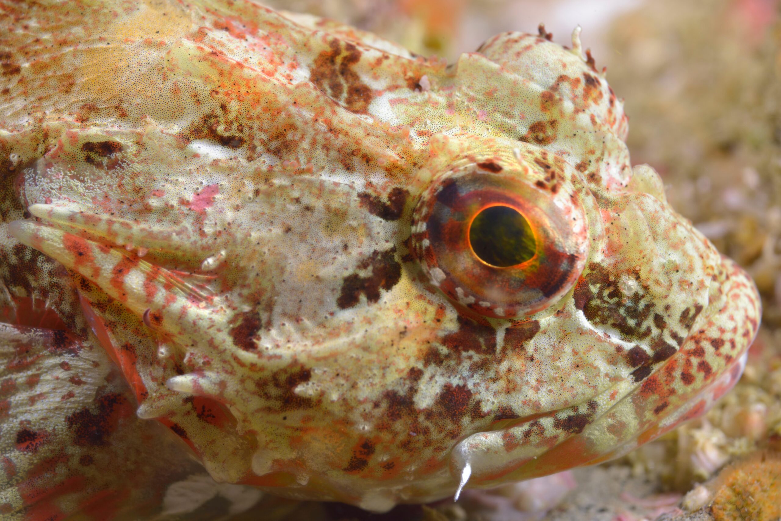 Bull Rout (Myoxocephalus scorpius) |commons:File:Chaboisseau commun (Myoxocephalus scorpius) (Ifremer 00378-48884 - 352).jpg