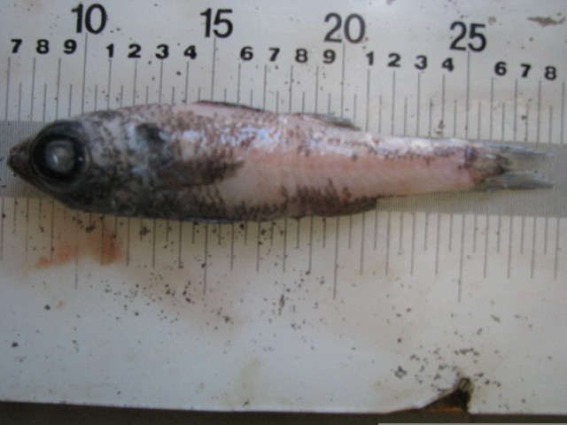 Bulls-eye (Epigonus telescopus) |commons:File:Epigonus telescopus.jpg