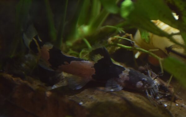 Bumblebee Catfish (Microglanis iheringi) |commons:File:Microglanis iheringi.jpg