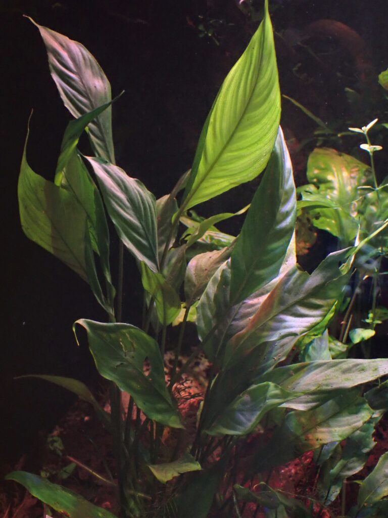 Busefalandra Motleyana (Bucephalandra motleyana) |commons:File:Bucephalandra motleyana kz01.jpg