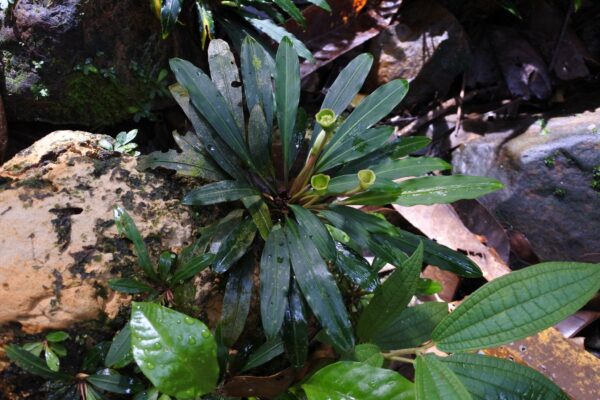 Busefalandra Oblanceolata (Bucephalandra oblanceolata) |commons:File:Bucephalandra oblanceolata - Brunei - 600500618.jpg
