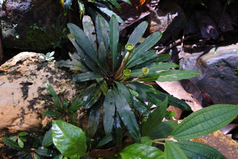 Busefalandra Oblanceolata (Bucephalandra oblanceolata) |commons:File:Bucephalandra oblanceolata - Brunei - 600500618.jpg