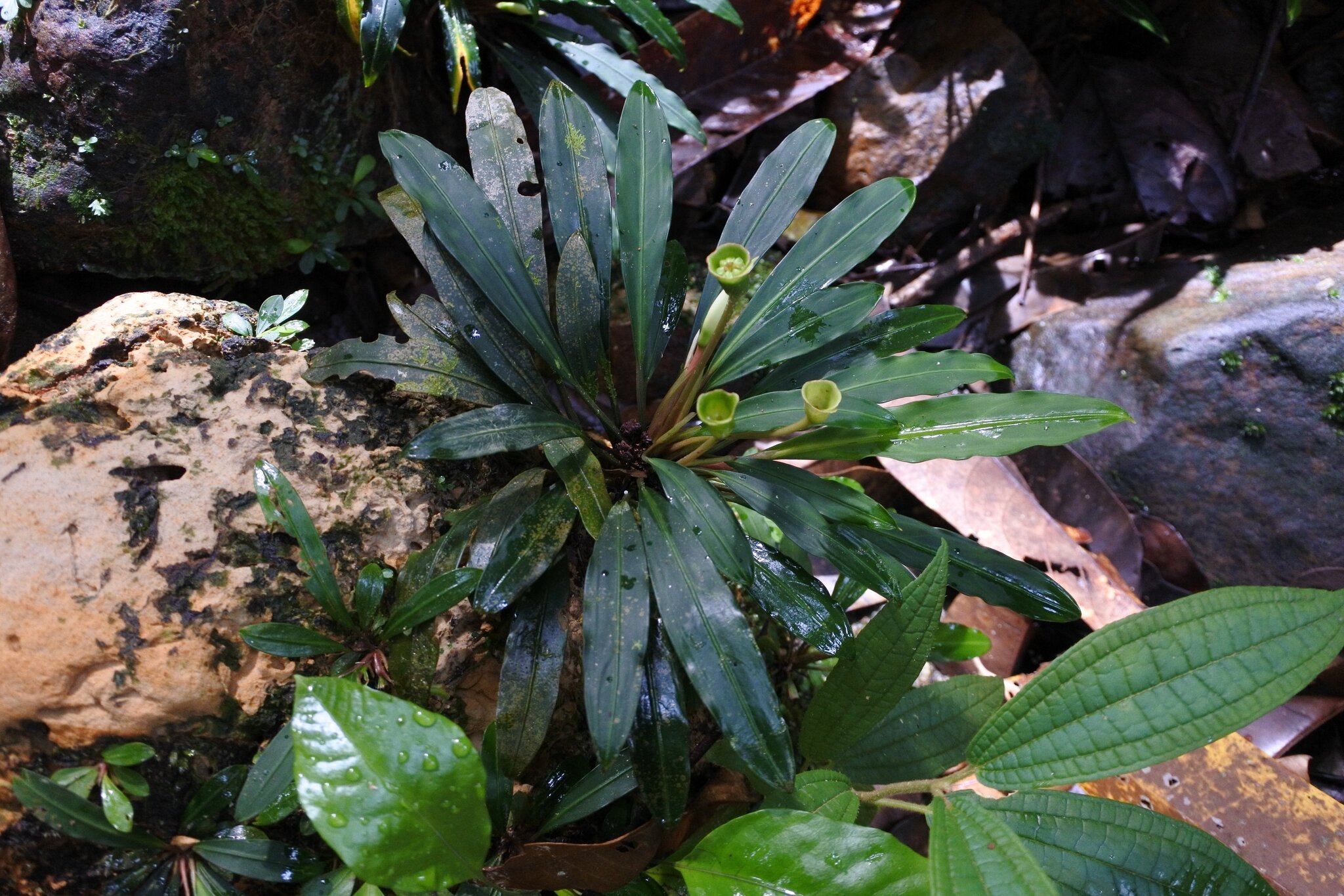 Busefalandra Oblanceolata (Bucephalandra oblanceolata) |commons:File:Bucephalandra oblanceolata - Brunei - 600500618.jpg