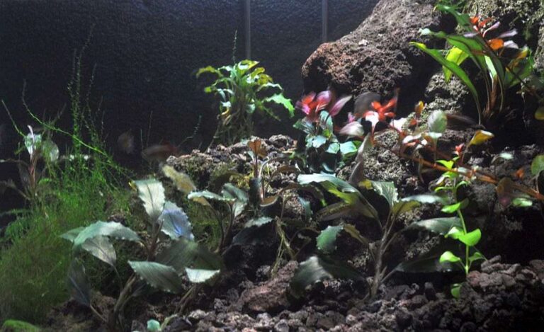 Busefalandra Pygmaea (Bucephalandra pygmaea) |commons:File:Bucephalandra Shine Blue and Bucephalandra pygmaea ex situ.jpg