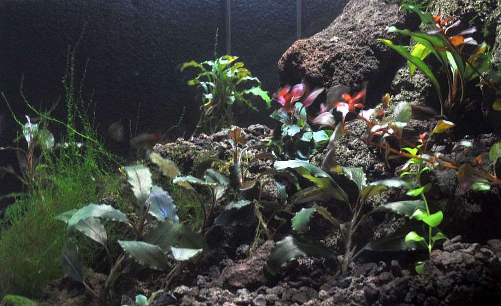 Busefalandra Pygmaea (Bucephalandra pygmaea) |commons:File:Bucephalandra Shine Blue and Bucephalandra pygmaea ex situ.jpg