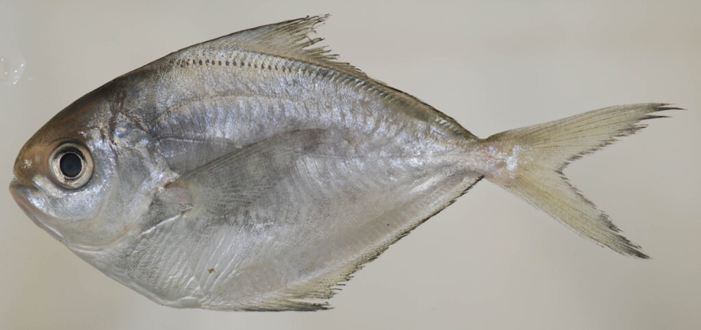 Butterfish (Peprilus triacanthus) |commons:File:Peprilus triacanthus (S0917) (12659113314).jpg