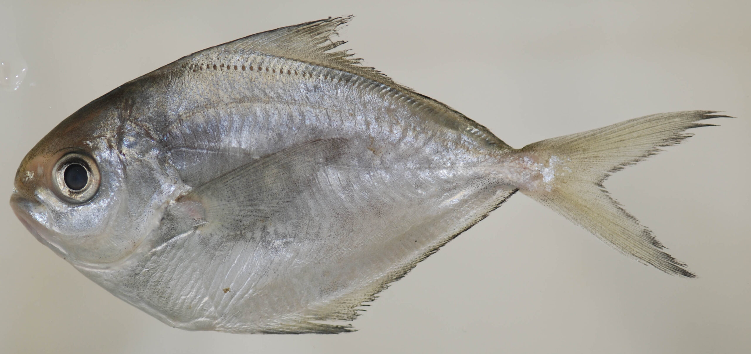 Butterfish (Peprilus triacanthus) |commons:File:Peprilus triacanthus (S0917) (12659113314).jpg