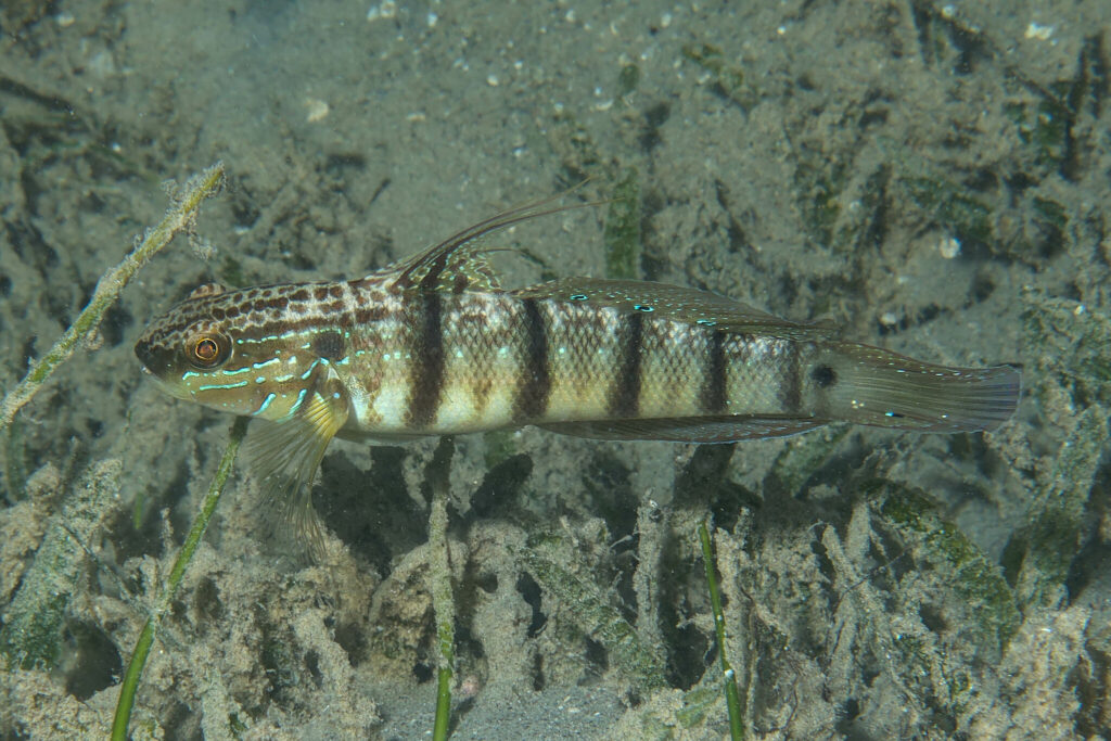 Butterfly Goby (Amblygobius albimaculatus) |commons:File:Amblygobius albimaculatus 293423684.jpg