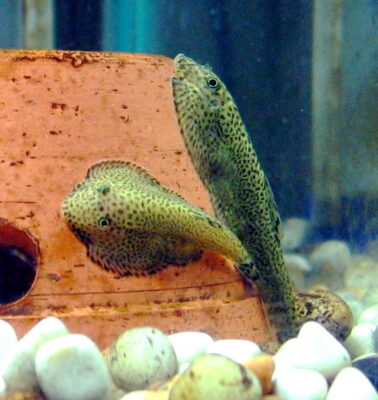 Butterfly Hillstream Loach (Beaufortia kweichowensis) |commons:File:Beaufortia kweichowensis.jpg