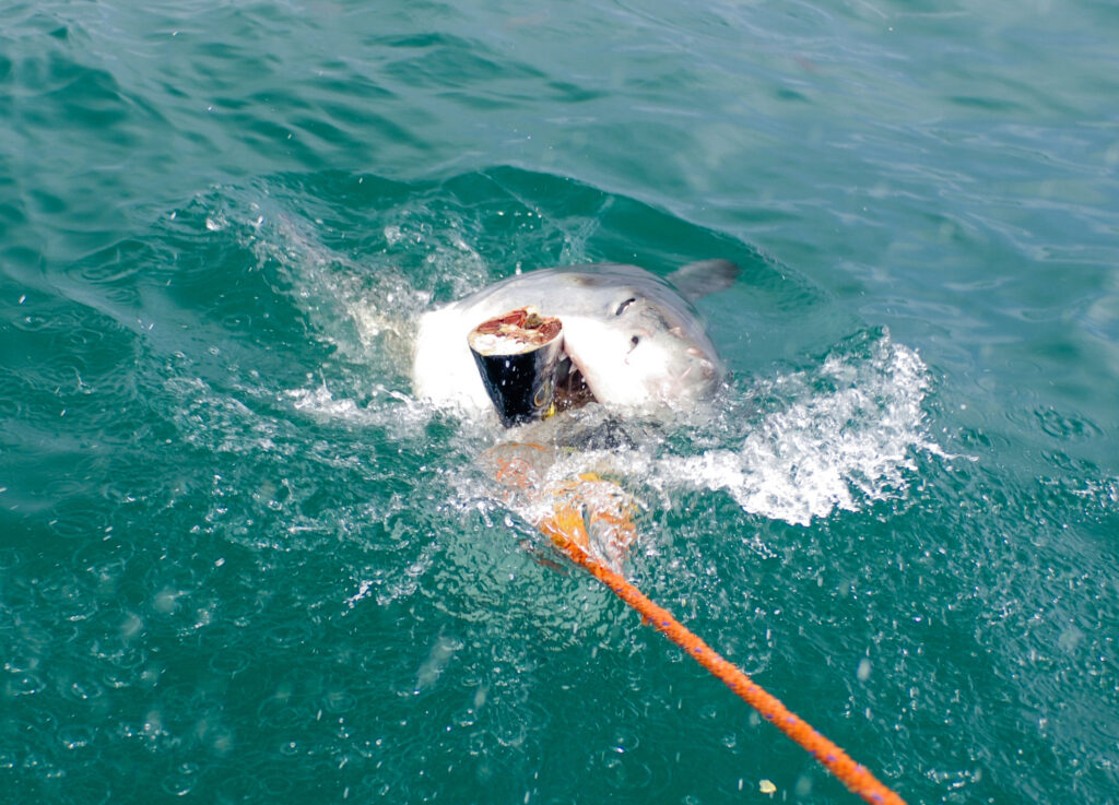 Büyük Beyaz Köpekbalığı Carcharodon carcharias