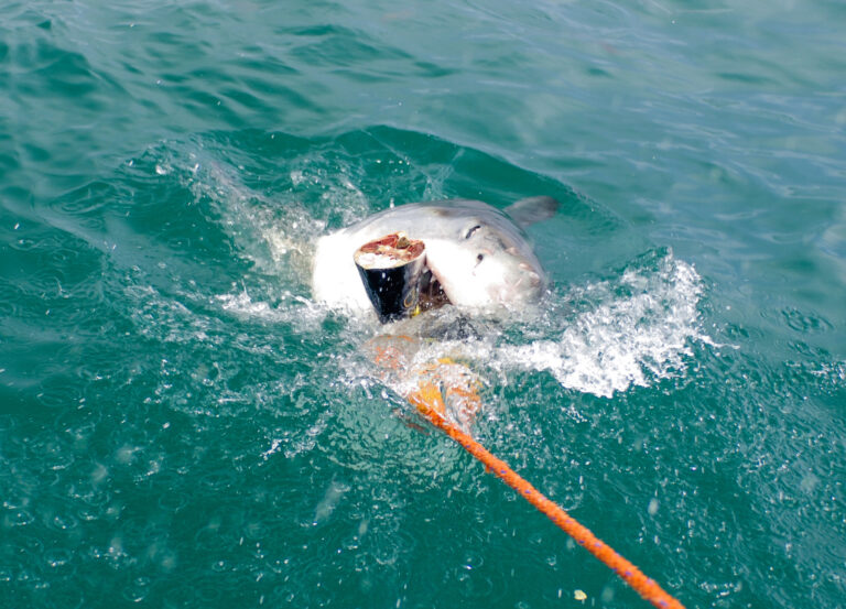 Büyük Beyaz Köpekbalığı Carcharodon carcharias