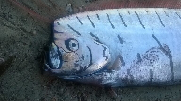 buyuk kurdela baligi (Regalecus glesne) |commons:File:Regalecus glesne 1960067.jpg