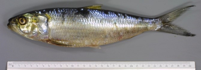 buyuk sardalya (Sardinella aurita) |commons:File:Sardinella aurita,, fotograph by Heessen, Henk.jpg