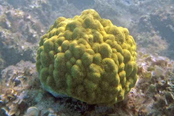 Büyük Yıldız Mercan Porites astreoides