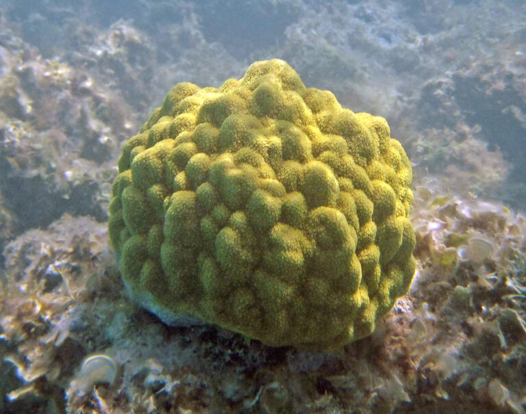 Büyük Yıldız Mercan Porites astreoides